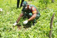 Penanaman Anakan Pohon Oleh Anggota TNI Babinsa Desa Keliwumbu Kecamatan Maurole Kabupaten Ende