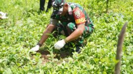 Penanaman Anakan Pohon Oleh Anggota TNI Babinsa Desa Keliwumbu Kecamatan Maurole Kabupaten Ende