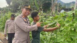 Kapolsek Ndona, I Gede Wisna, SH bersama masyarakat sedang panen kacang panjang dan mentimun di kebun contoh (Foto ; Kapolsek Ndona) 
