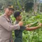 Kapolsek Ndona, I Gede Wisna, SH bersama masyarakat sedang panen kacang panjang dan mentimun di kebun contoh (Foto ; Kapolsek Ndona) 