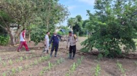 Polisi di Labuan bajo, lakukan perawatan jaging, sebagai bentuk dukungan terhadap ketahanan pangan nasional (Foto ; Humas Polres Labuan bajo) 