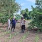 Polisi di Labuan bajo, lakukan perawatan jaging, sebagai bentuk dukungan terhadap ketahanan pangan nasional (Foto ; Humas Polres Labuan bajo) 