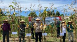 Kegiatan panen raya di lahan Kelompok Tani Pama Imu I, Desa Nanganesa, Kecamatan Ndona