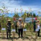 Kegiatan panen raya di lahan Kelompok Tani Pama Imu I, Desa Nanganesa, Kecamatan Ndona