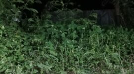 Rumput tinggi disekitar ruang mayat dan ruangan penyakit dalam (Ket Foto ; I. Like) 