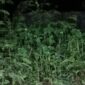 Rumput tinggi disekitar ruang mayat dan ruangan penyakit dalam (Ket Foto ; I. Like) 