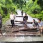 Warga bergotong royong bangun jembatan darurat dari barang pohon kelapa
