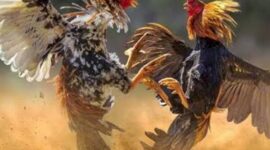 Sabung Ayam di pasar Wairkoja (Ket Foto ; Ilustrasi/google) 