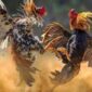 Sabung Ayam di pasar Wairkoja (Ket Foto ; Ilustrasi/google) 
