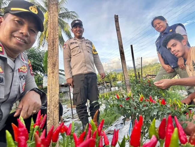Kapolsek Ndona Iptu I Gede Wisna, S.H., Bhabinkamtibmas Desa Nanganesa Aipda Aloysius Djefrianus Pindo sedang panen lombok