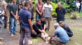 Ritual adat Bersih Kampung di Amagarapati
